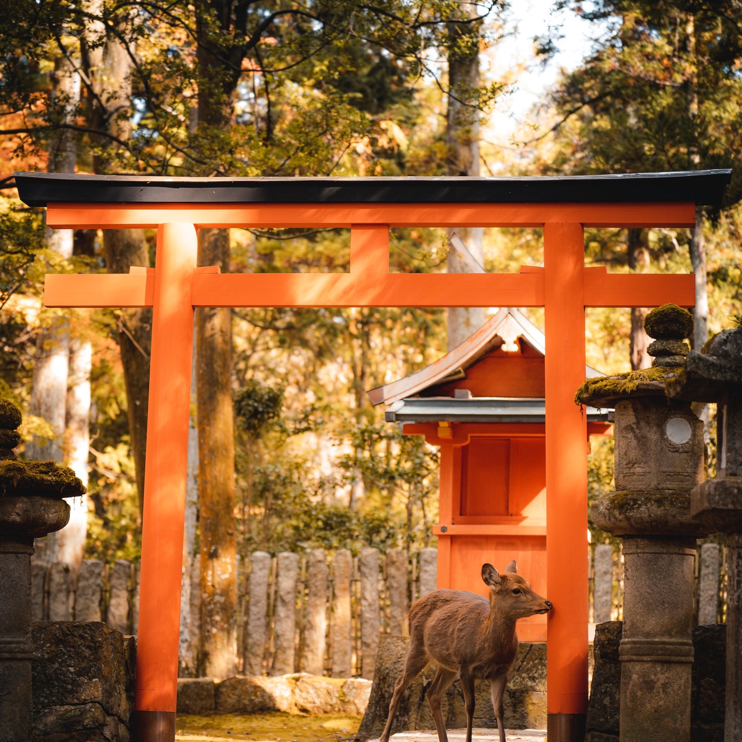 5-Day Japan Luxury Escape – Tokyo, Mt. Fuji & Kyoto